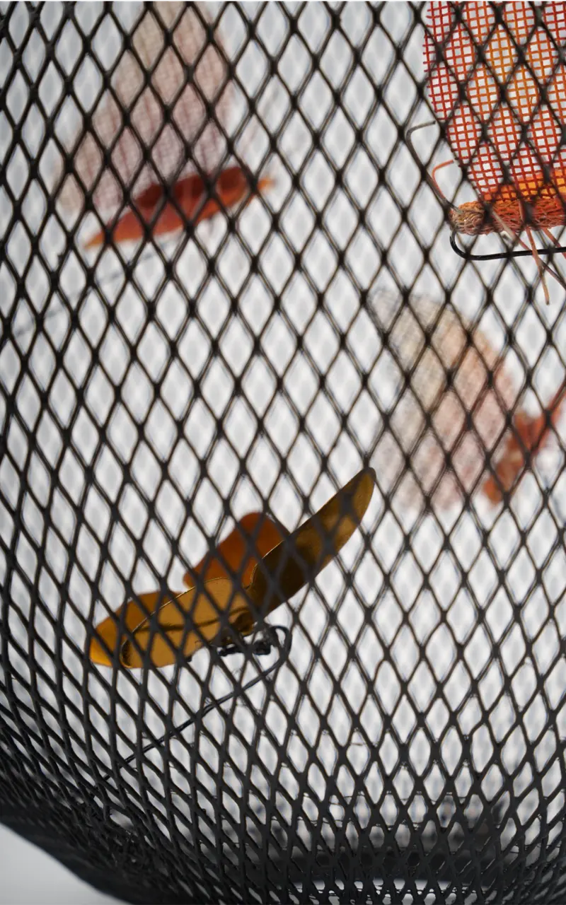Curio · Butterflies seen through the outer mesh